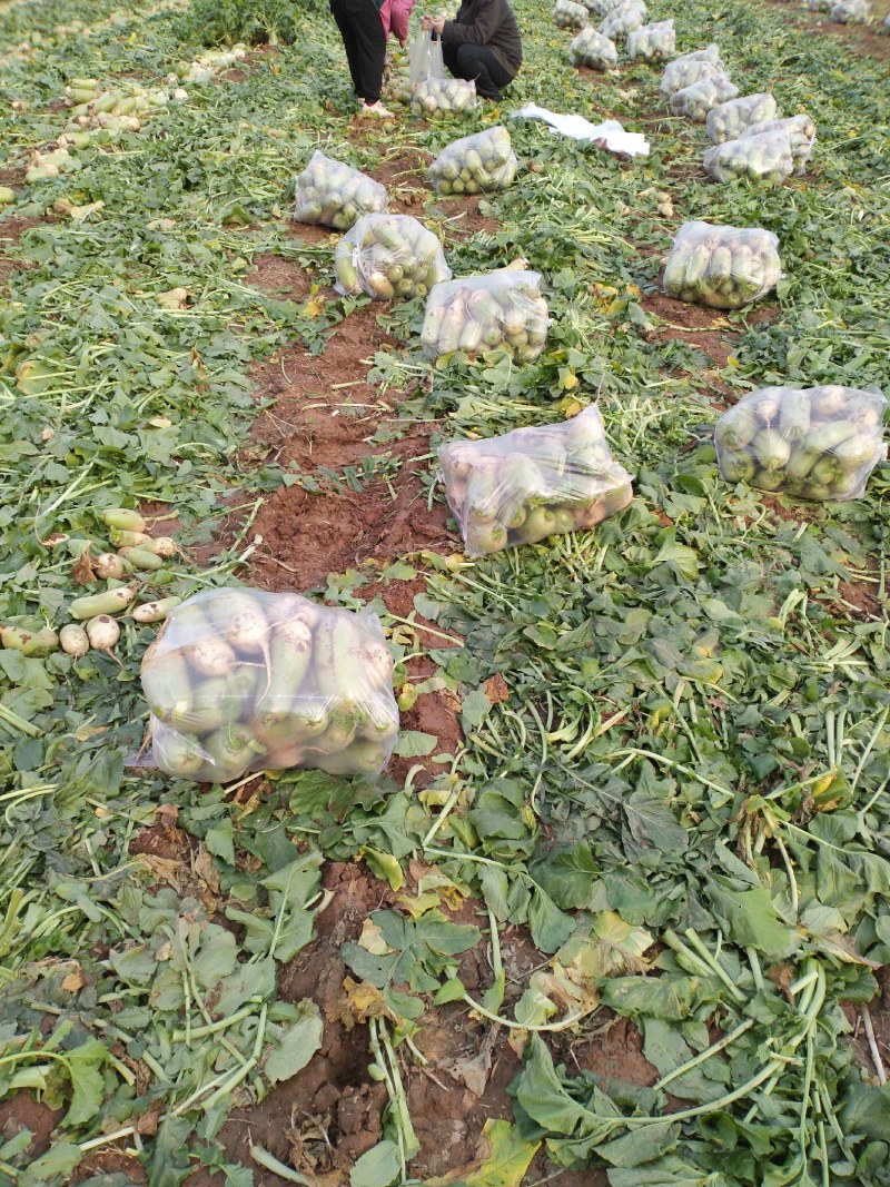 河南省焦作市修武县青皮萝卜供应视频看货代发全国