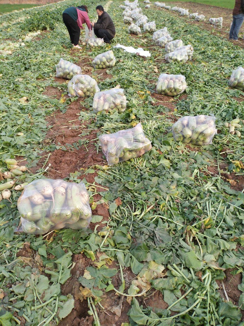 河南省焦作市修武县青皮萝卜供应视频看货代发全国