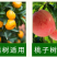 大量元素水溶肥14-6-40+TE-果然美