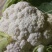 优质菜花.白花菜.实花.花椰菜.诚信代发全国各地