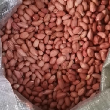 花玉精选米纯人工手捡无内霉，无芽，适合市场，食品厂用米
