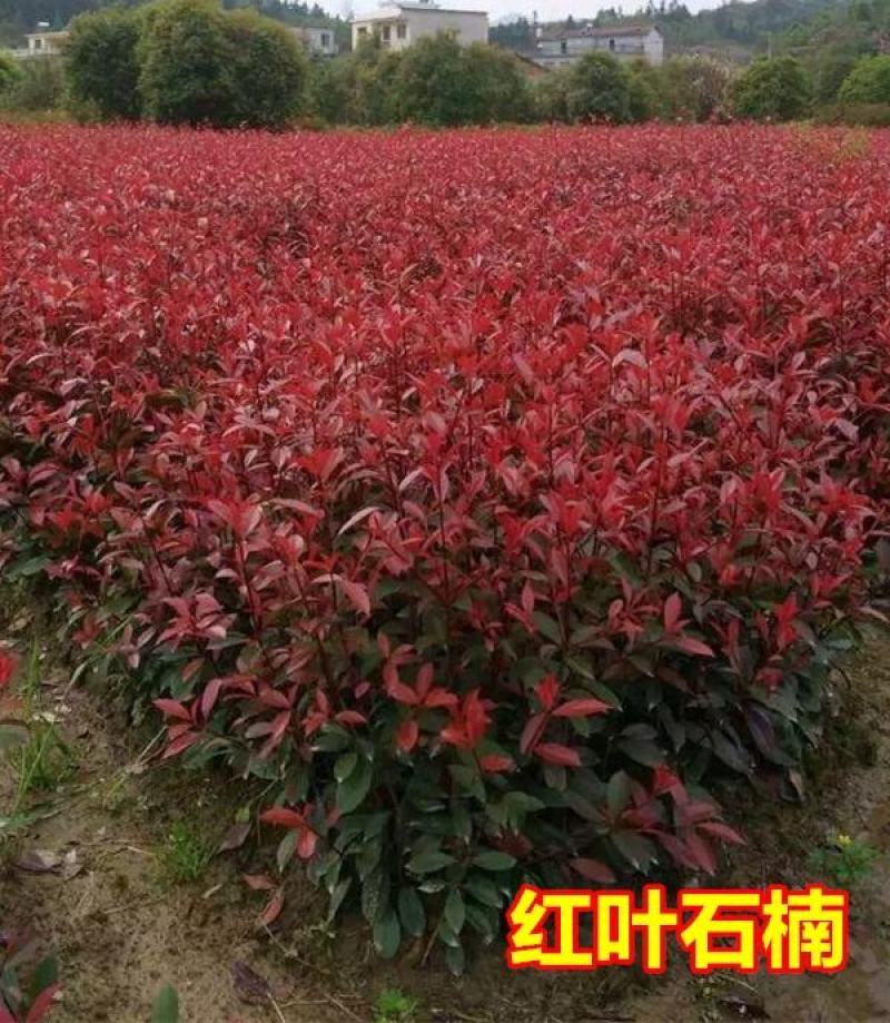 红叶石楠球苗子红叶石楠树苗球形小苗四季庭院苗木园林