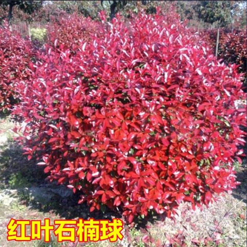 红叶石楠球苗子红叶石楠树苗球形小苗四季庭院苗木园林