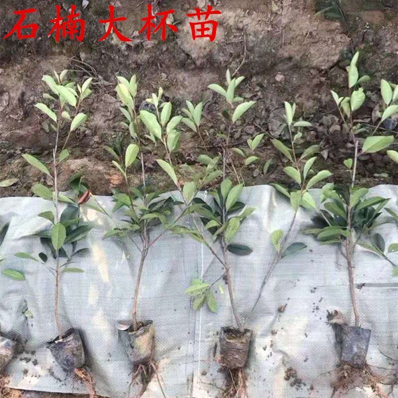 红叶石楠球苗子红叶石楠树苗球形小苗四季庭院苗木园林