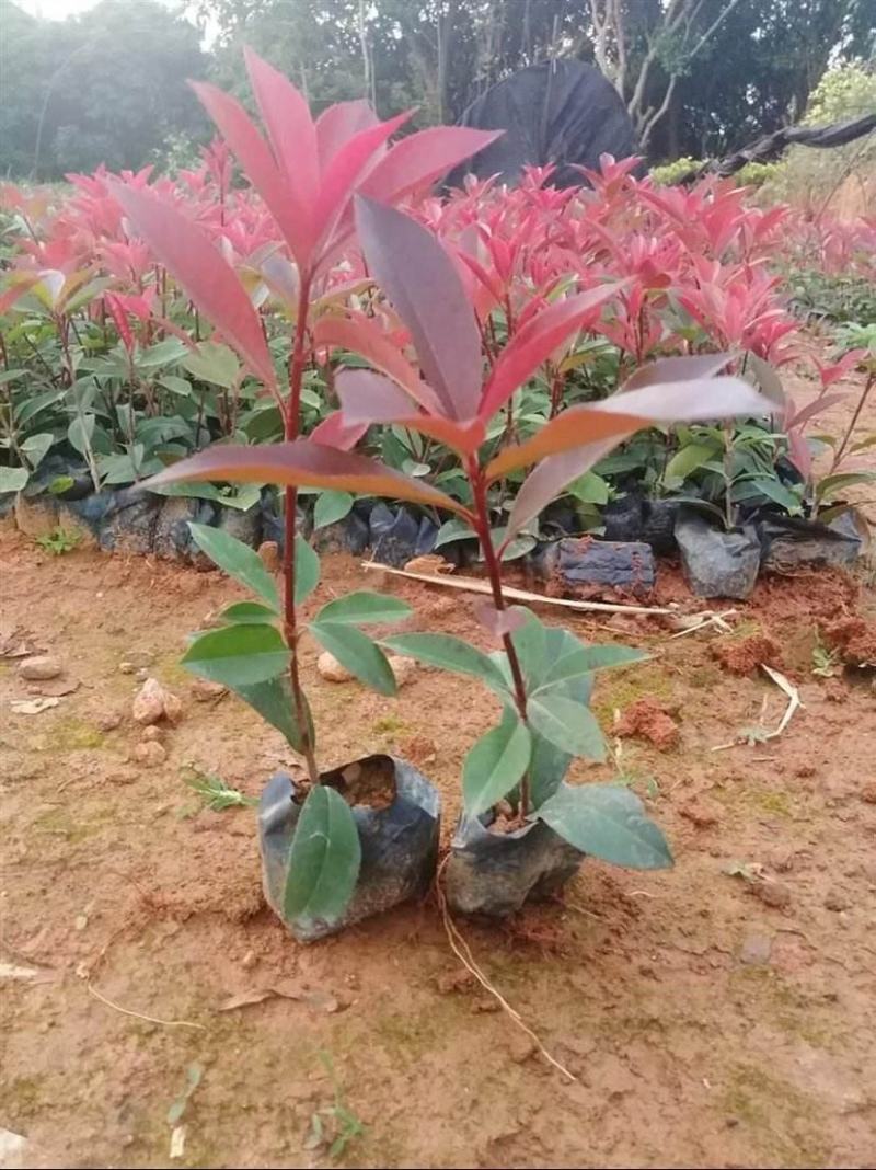 红叶石楠球苗子红叶石楠树苗球形小苗四季庭院苗木园林