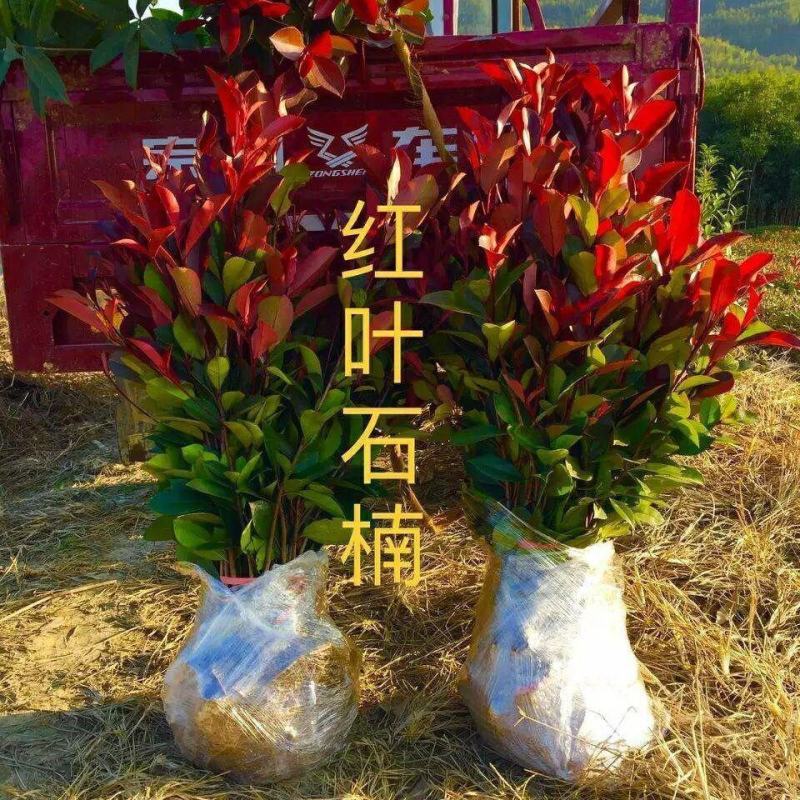 红叶石楠球苗子红叶石楠树苗球形小苗四季庭院苗木园林