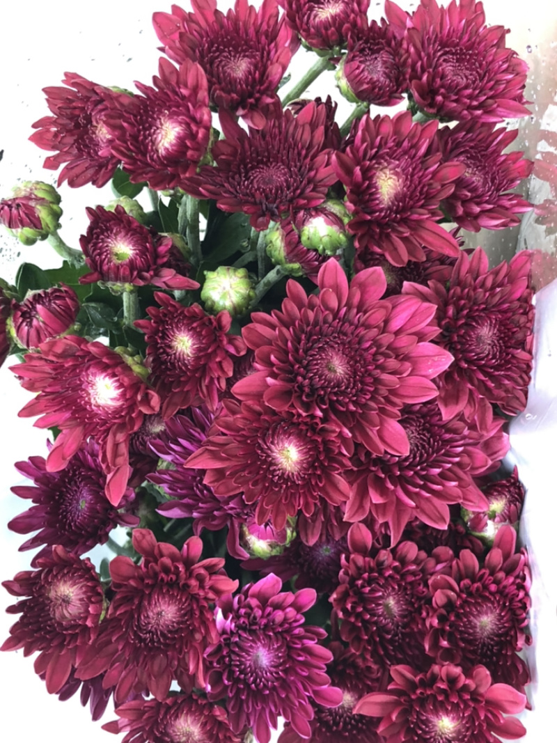 香花园鲜花批发雏菊80~100cm