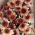 香花园鲜花批发雏菊80~100cm