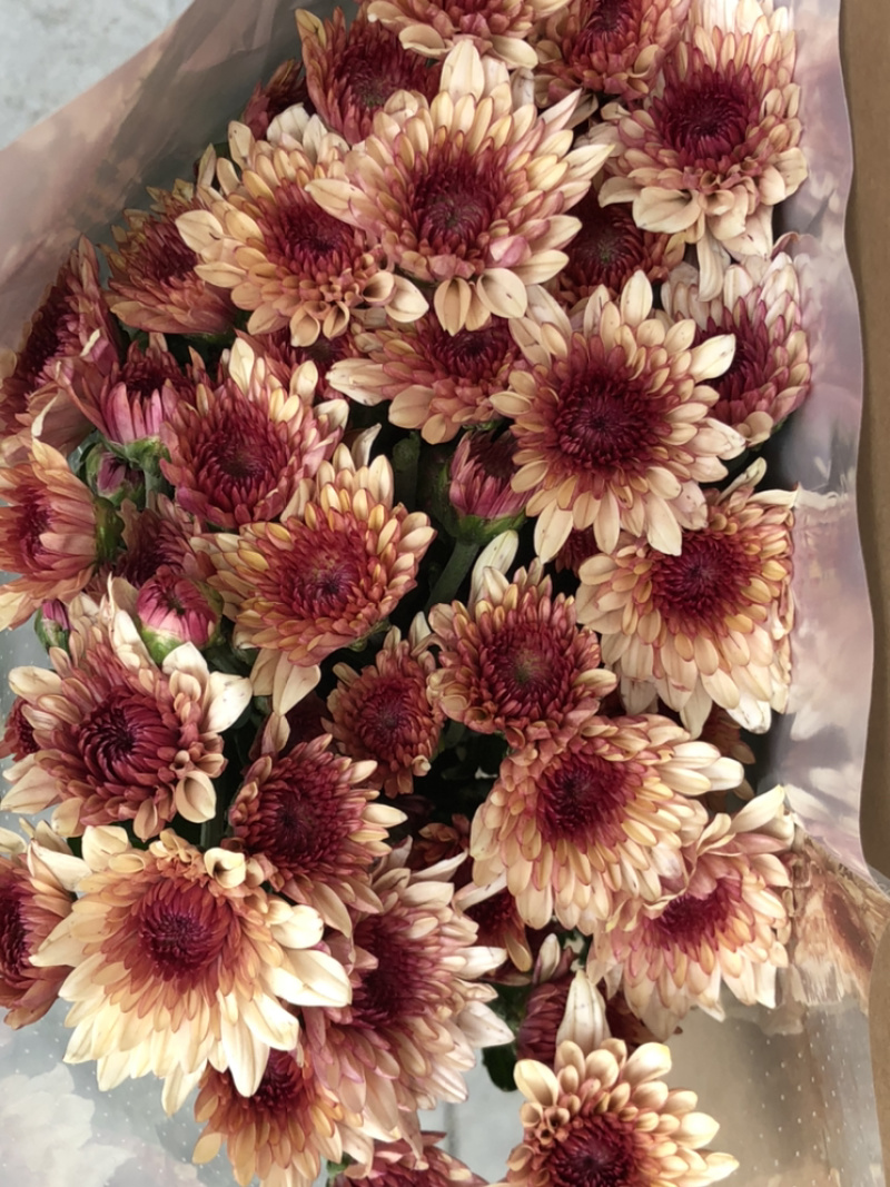 香花园鲜花批发雏菊80~100cm