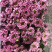 香花园鲜花批发雏菊80~100cm
