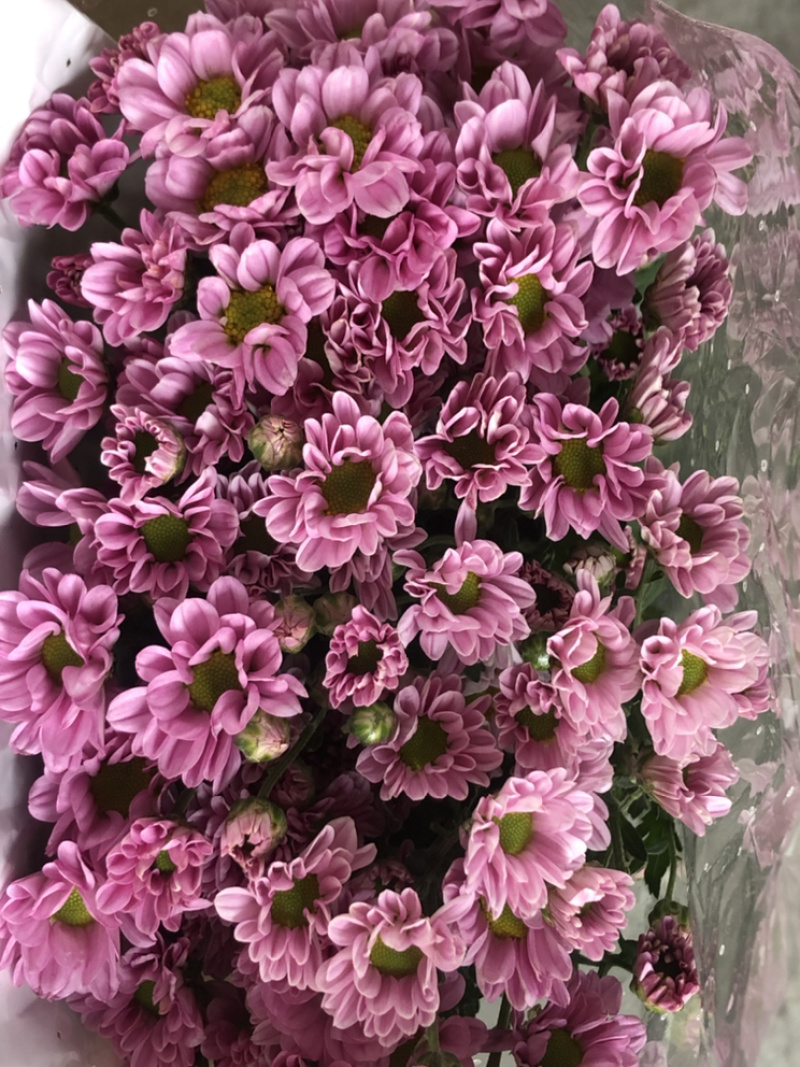 香花园鲜花批发雏菊80~100cm