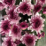 香花园鲜花批发雏菊80~100cm