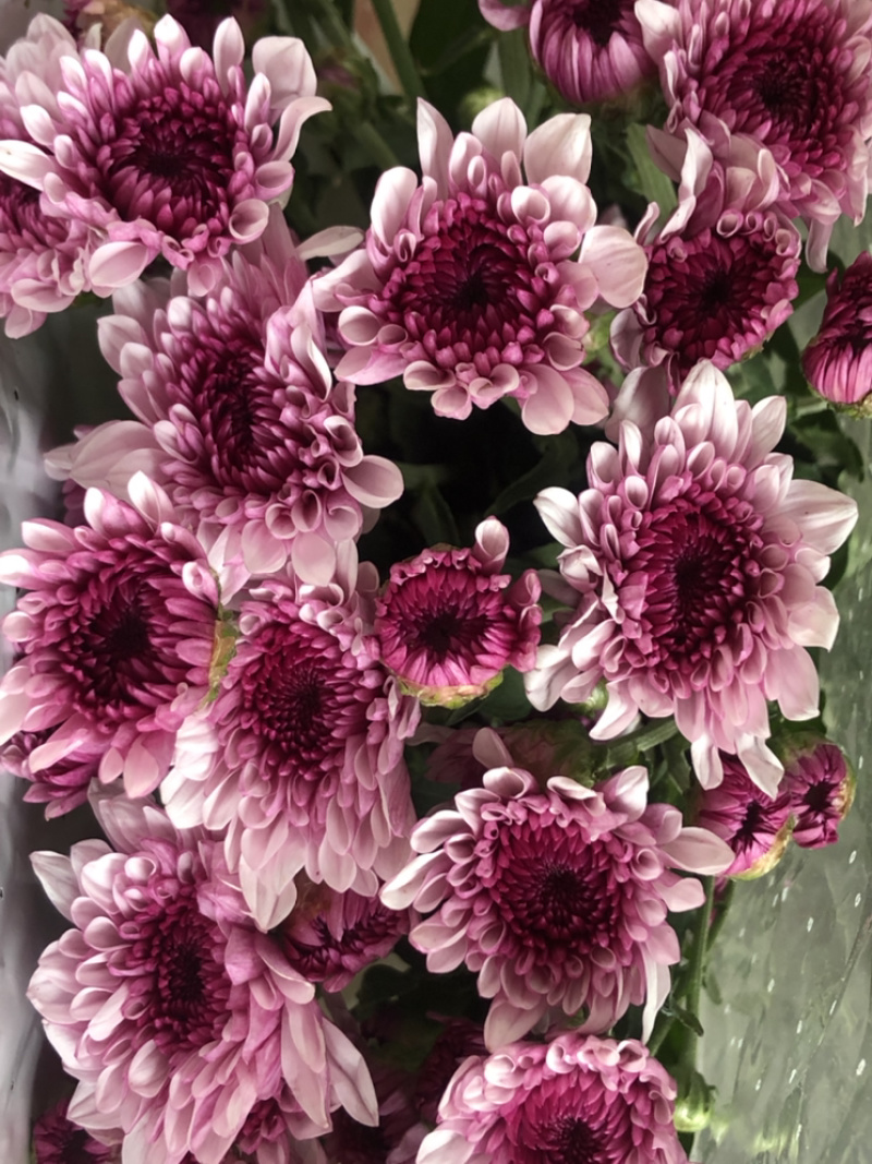 香花园鲜花批发雏菊80~100cm