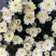 香花园鲜花批发雏菊80~100cm