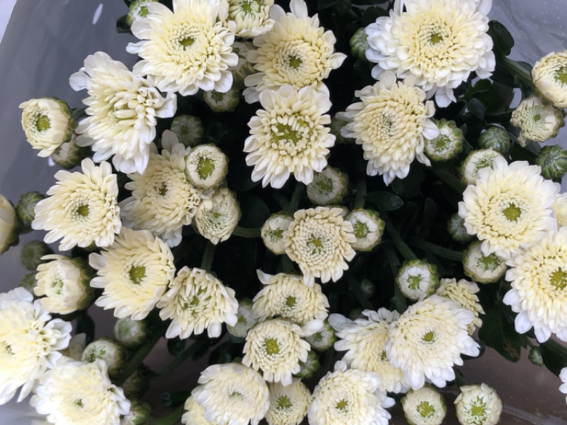 香花园鲜花批发雏菊80~100cm