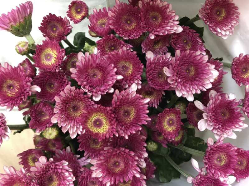香花园鲜花批发雏菊80~100cm