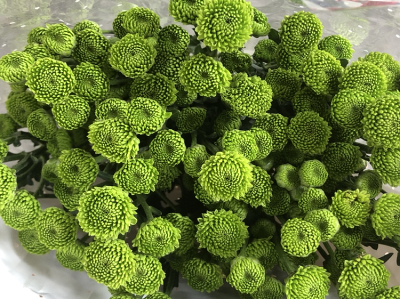 香花园鲜花批发雏菊80~100cm