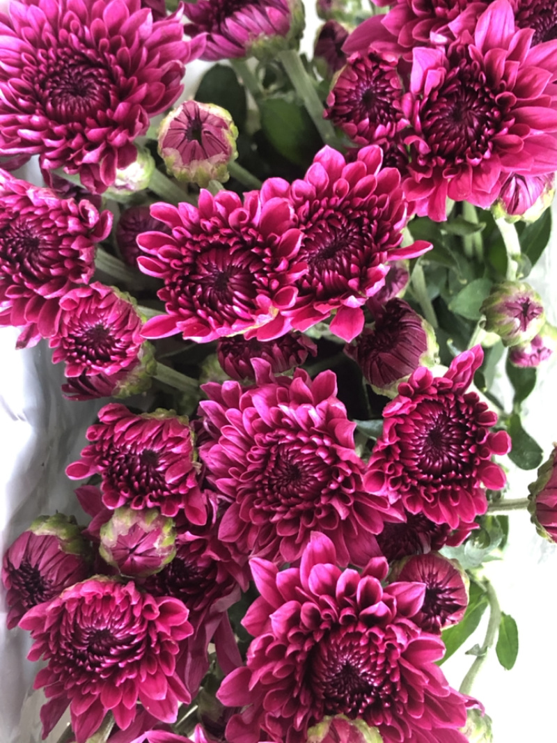 香花园鲜花批发雏菊80~100cm