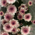 香花园鲜花批发雏菊80~100cm