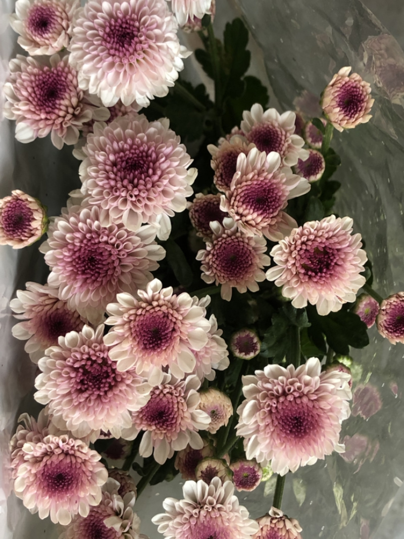 香花园鲜花批发雏菊80~100cm