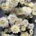 香花园鲜花批发雏菊80~100cm