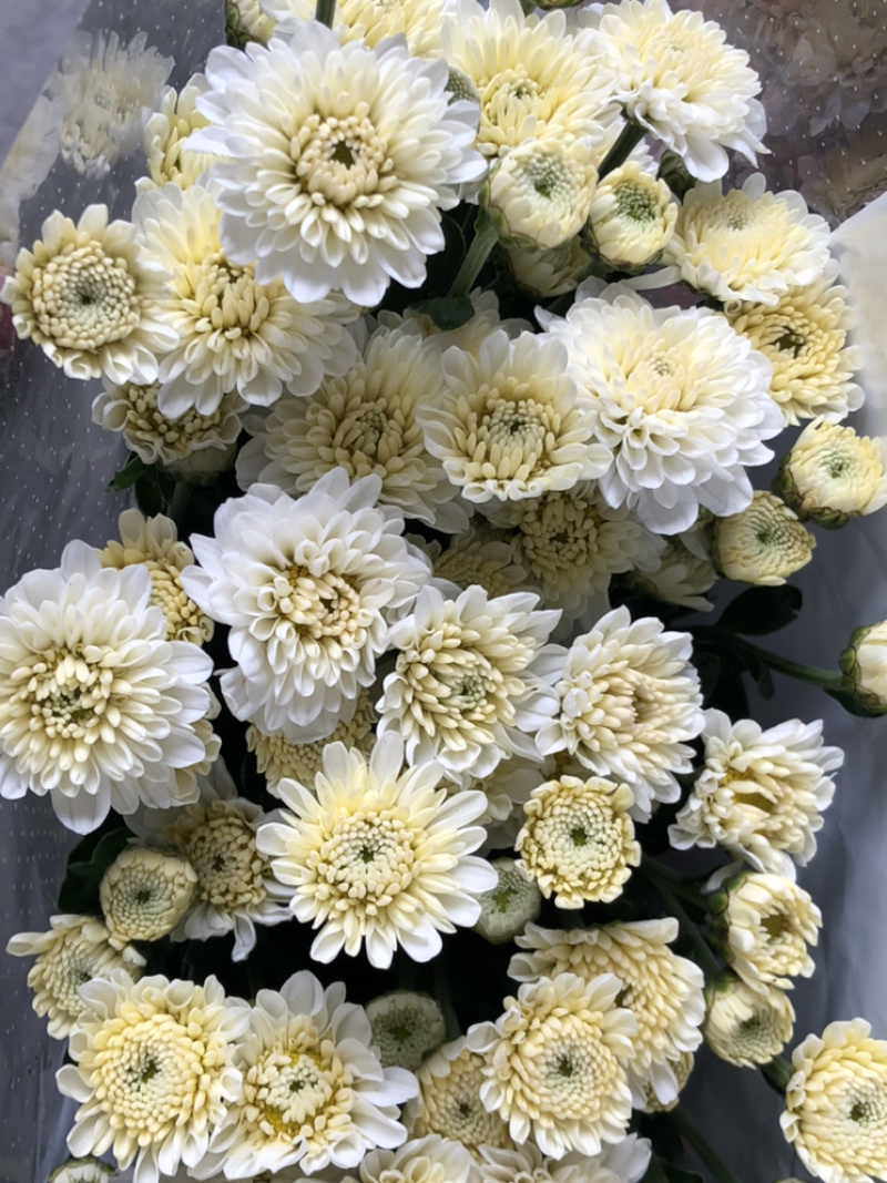 香花园鲜花批发雏菊80~100cm