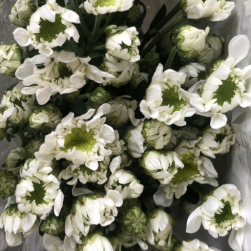 香花园鲜花批发雏菊80~100cm