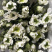 香花园鲜花批发雏菊80~100cm