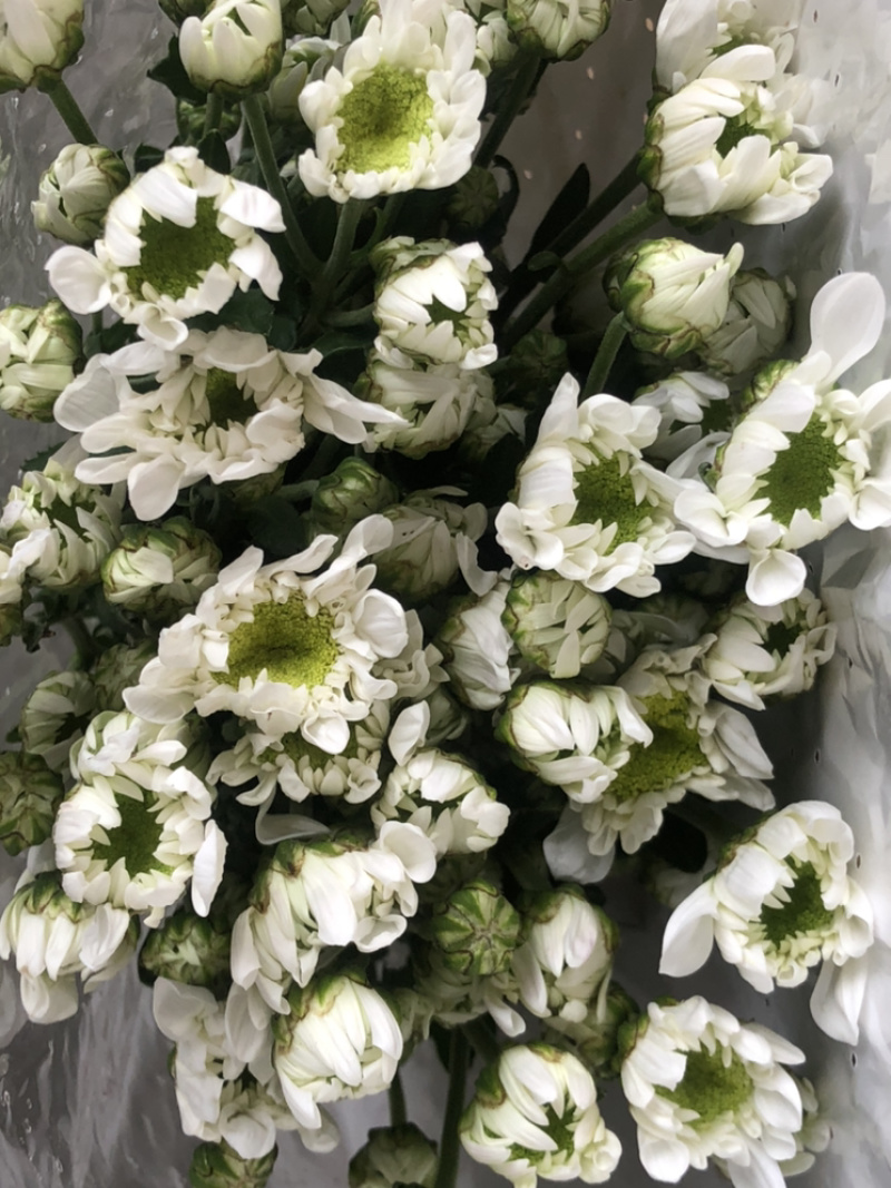 香花园鲜花批发雏菊80~100cm