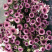 香花园鲜花批发雏菊80~100cm