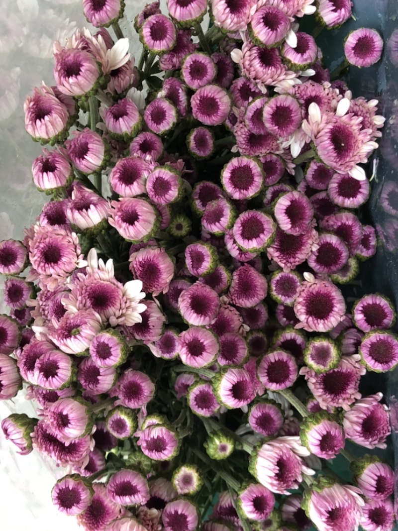 香花园鲜花批发雏菊80~100cm