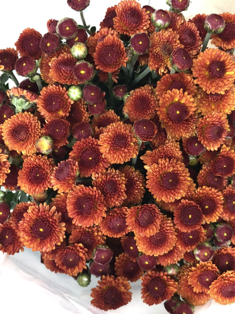 香花园鲜花批发雏菊80~100cm