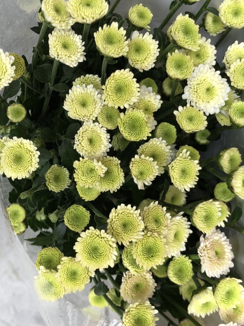 香花园鲜花批发雏菊80~100cm