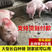 贵州黔东南仔猪销售厂家直销包运输包成活包做预防货到付款