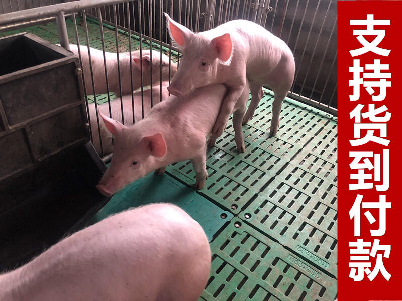 贵州黔东南仔猪销售厂家直销包运输包成活包做预防货到付款