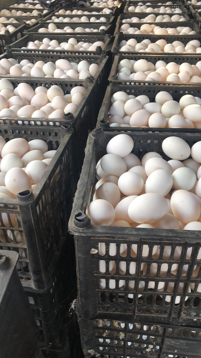 裂纹蛋，精纹蛋，哑蛋破壳蛋破损鲜鸭蛋价格美丽