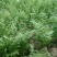 优质茴香大量上市，品质好，价格美丽，诚信经营，信誉第一。