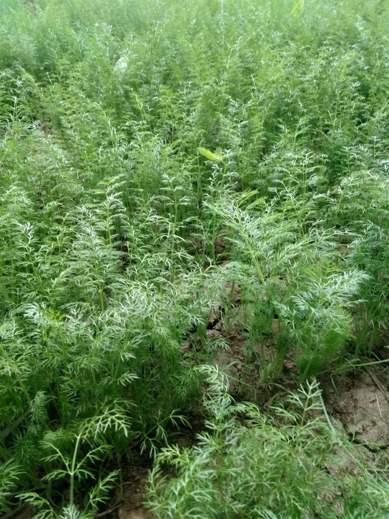 优质茴香大量上市，品质好，价格美丽，诚信经营，信誉第一。