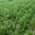 优质茴香大量上市，品质好，价格美丽，诚信经营，信誉第一。