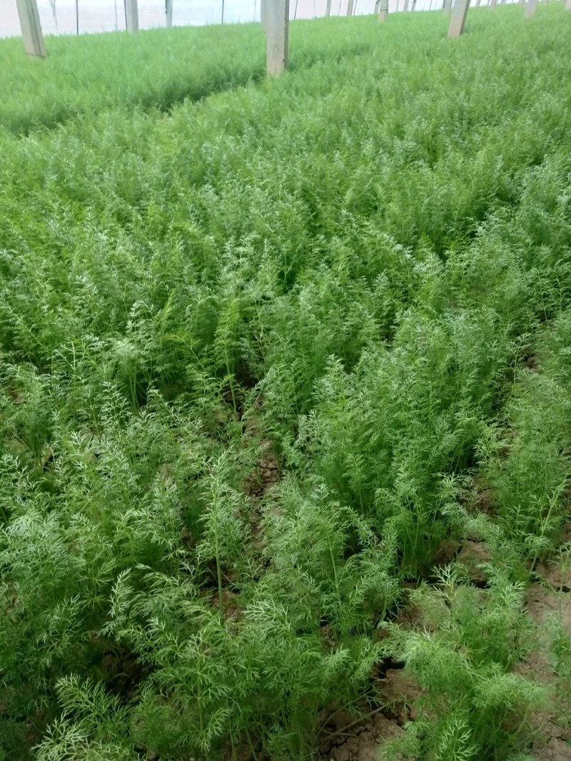优质茴香大量上市，品质好，价格美丽，诚信经营，信誉第一。