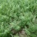 优质茴香大量上市，品质好，价格美丽，诚信经营，信誉第一。