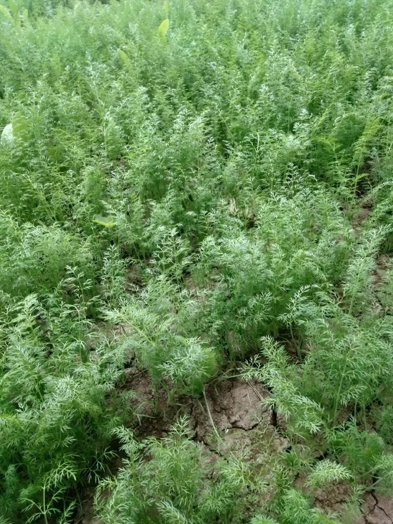 优质茴香大量上市，品质好，价格美丽，诚信经营，信誉第一。