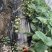 安徽泗县红颜草莓，大量上市，欢迎各位老板前来实地考察