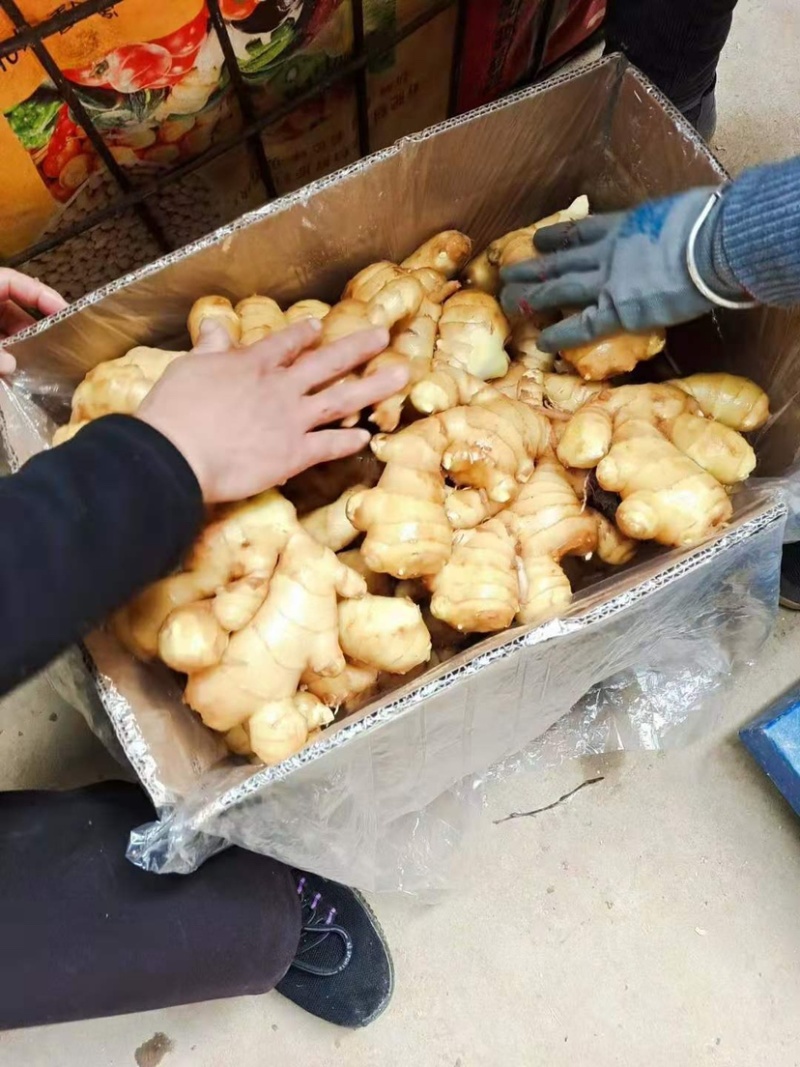 【鲜姜老姜水洗姜风干姜】常年供应全国代发