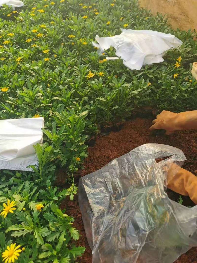 基地直供云南木春菊苗地被月季苗袋苗带花苞带土发货绿化苗木
