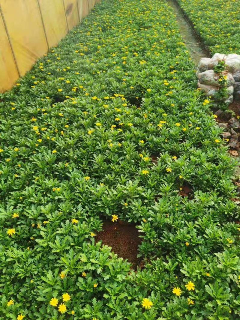 基地直供云南木春菊苗地被月季苗袋苗带花苞带土发货绿化苗木