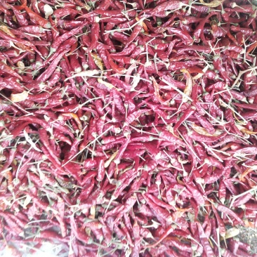 精品朝天椒，质优价廉，色泽好，辣度特辣，有需要请与我联系