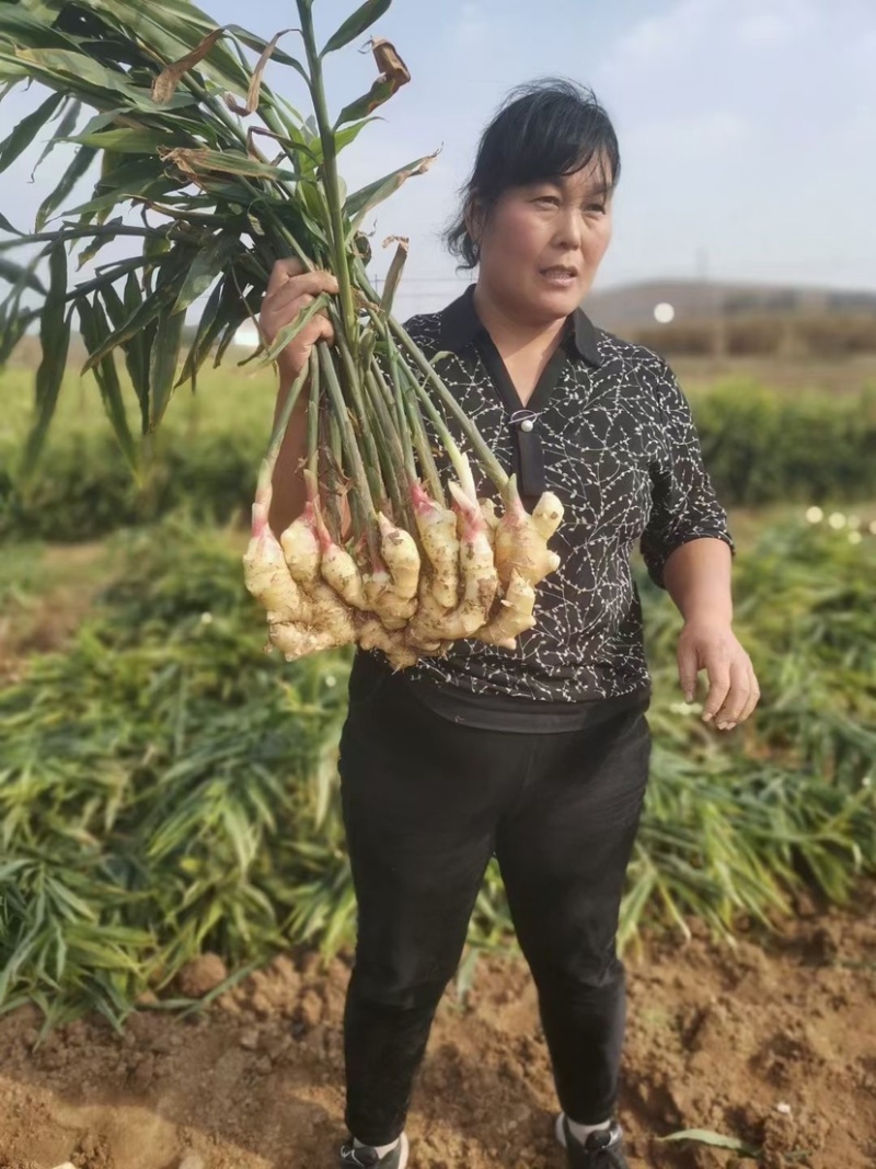 窖藏生姜大黄姜（产地一手货源全年供应）价格便宜