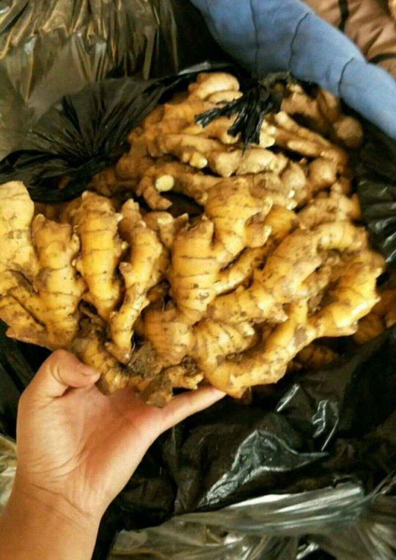 窖藏生姜大黄姜（产地一手货源全年供应）价格便宜