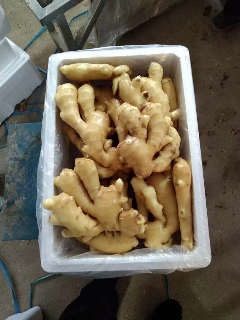 窖藏生姜大黄姜（产地一手货源全年供应）价格便宜